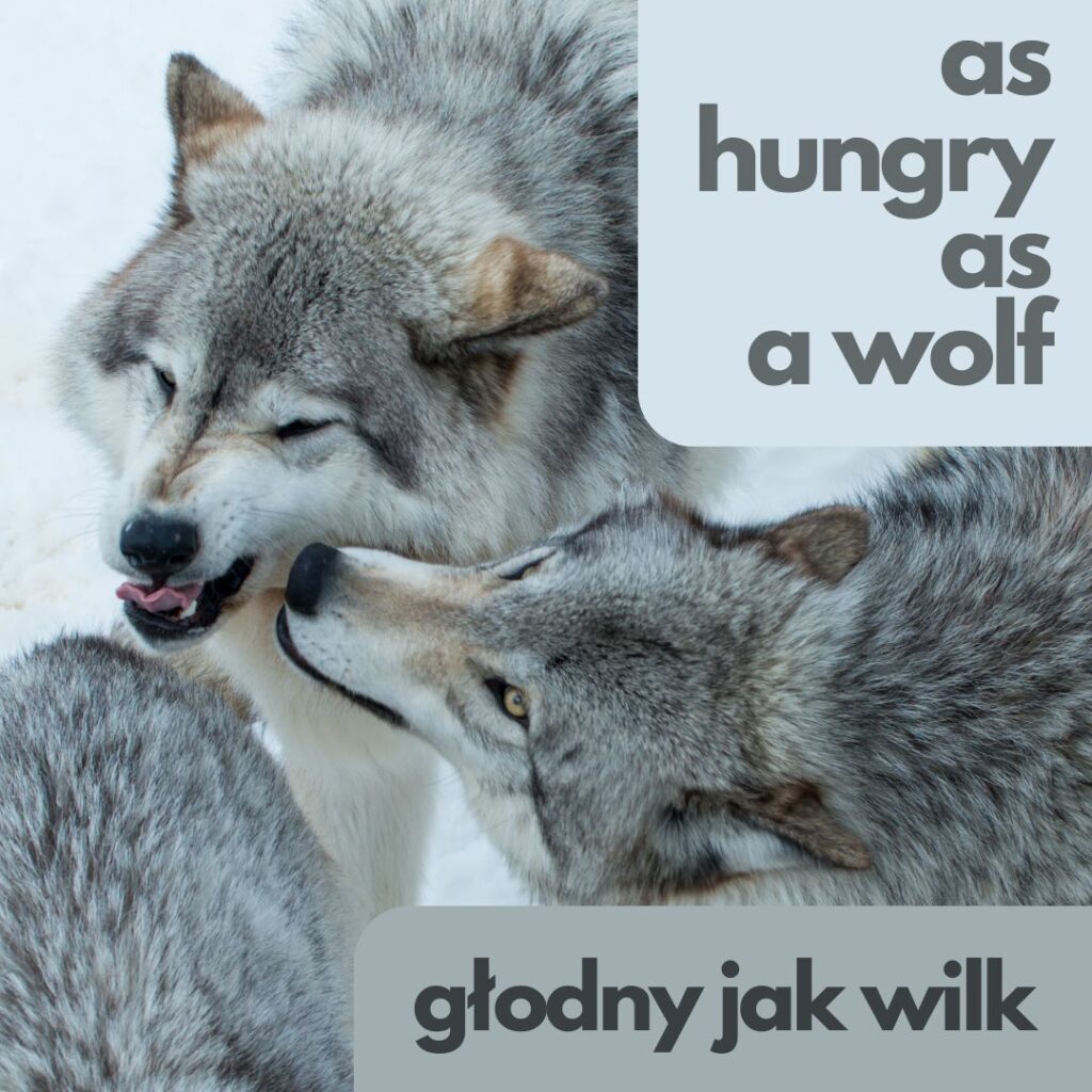As hungry as a wolf