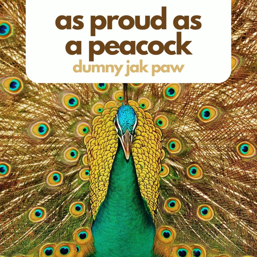 As proud as a peacock