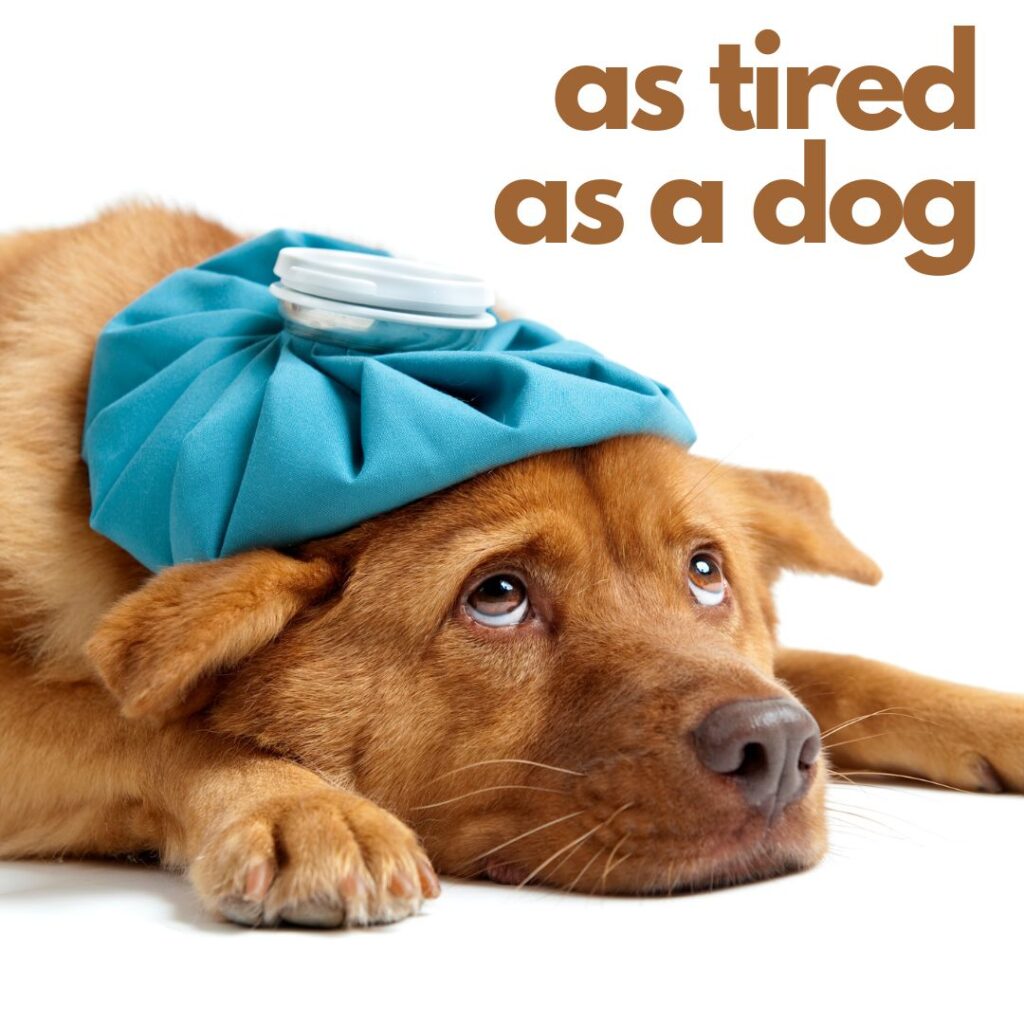 As tired as a dog