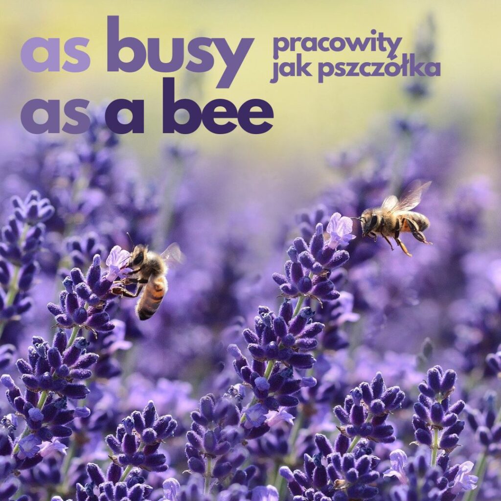 As busy as a bee