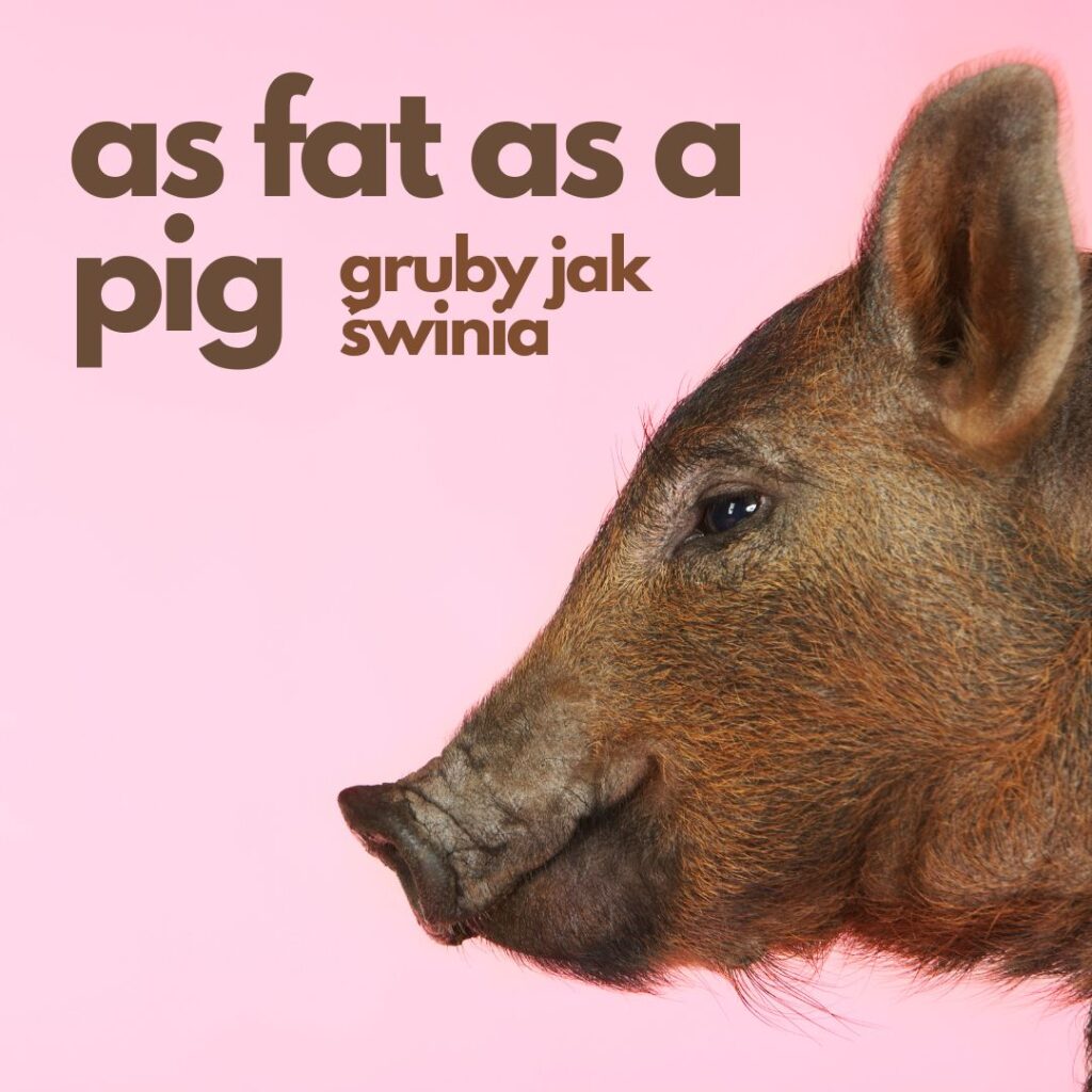 As fat as a pig